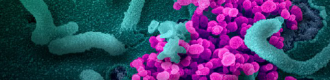 Novel Coronavirus SARS-CoV-2