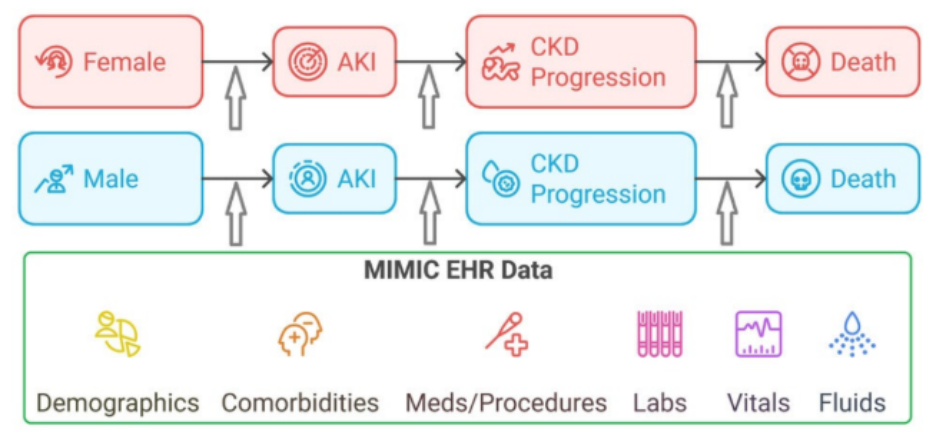 Diagram comparing two patient pathways (female and male) from AKI to CKD progression and death, informed by MIMIC EHR data including demographics, comorbidities, medications/procedures, labs, vitals, and fluids.